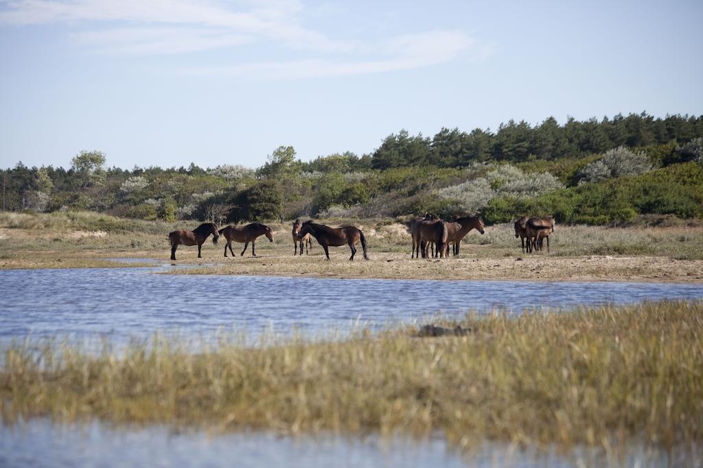 Bungalows - Bungalowpark Mooyeveld - Uniek Gelegen In De Duinen! เอกมอนด์-บินเนิน ภายนอก รูปภาพ