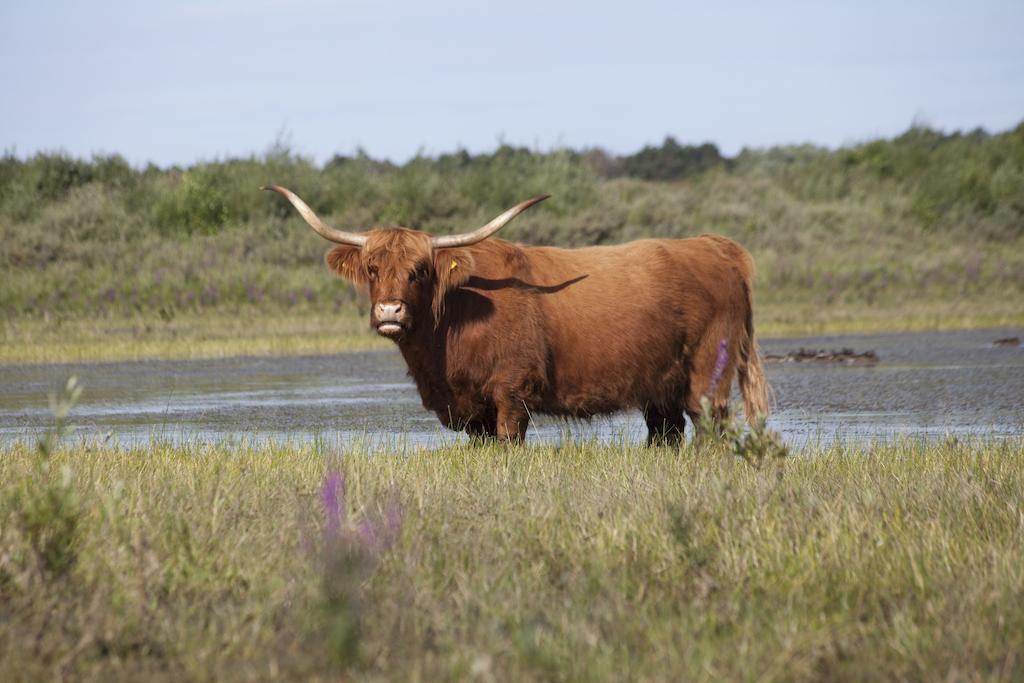 Bungalows - Bungalowpark Mooyeveld - Uniek Gelegen In De Duinen! เอกมอนด์-บินเนิน ภายนอก รูปภาพ